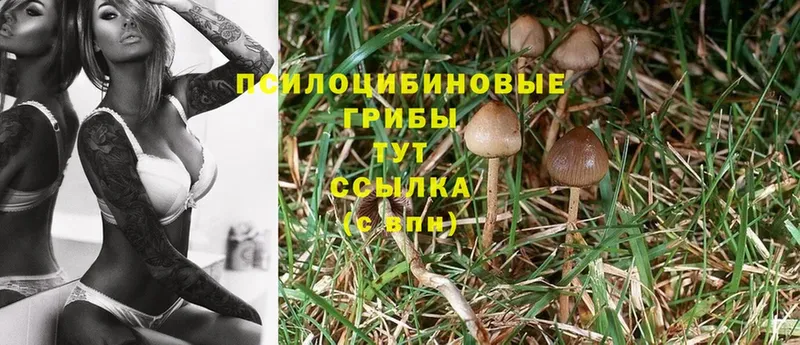 Псилоцибиновые грибы Psilocybine cubensis  закладка  Лабинск 